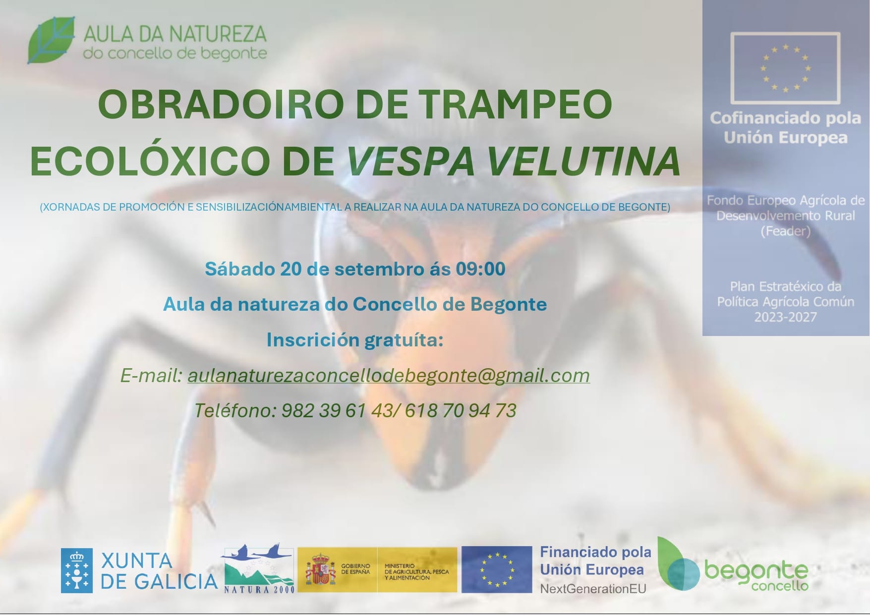 obradoiro velutina